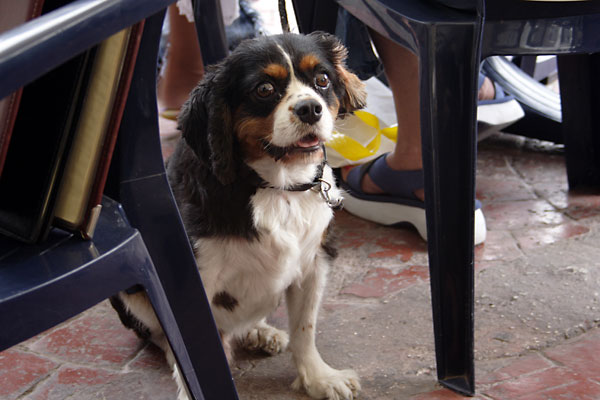 Hund p&aring; Tony's Bar