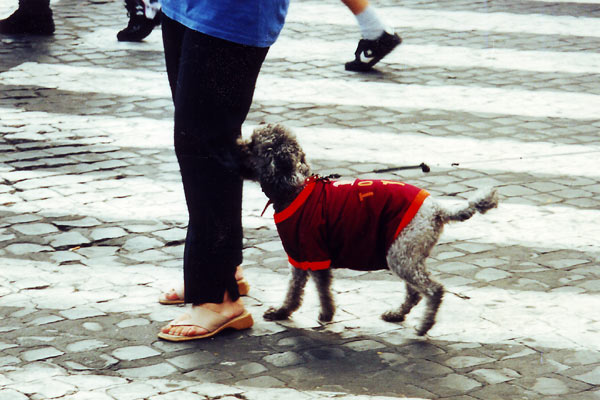 Hund i Roma-tr&oslash;je