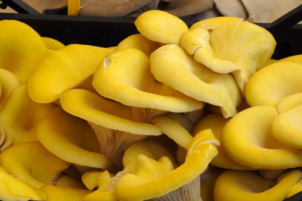 Gule svampe p&aring; Campo dei Fiori