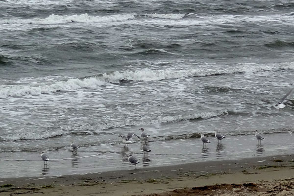 M&aring;ger i havstokken