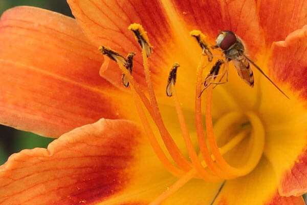 Insekt i kejserlilje