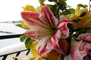 Siciliansk blomsterbuket