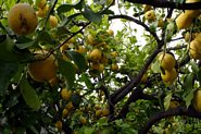 Citrontr&aelig; p&aring; Sicilien