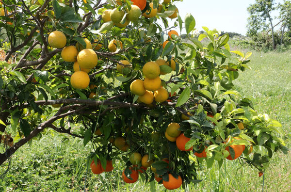 Appelsintr�
