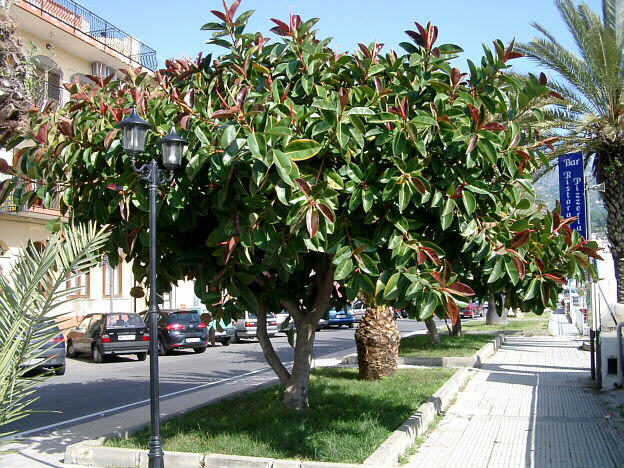 Gummifigen i Giardini Naxos
