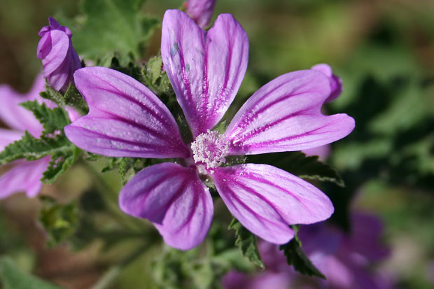 Lilla strandblomst p&aring; Sicilien