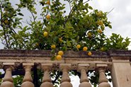 Citroner p&aring; Piazza Duomo