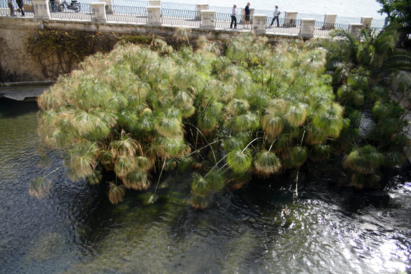 Fonte Aretusa i Siracusa p&aring; Sicilien