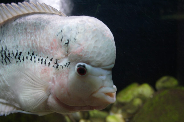 Fisk i Siracusas akvarium