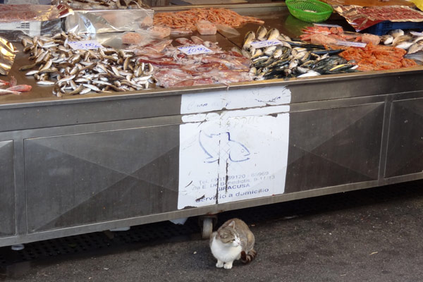 Kat p� markedet i Siracusa