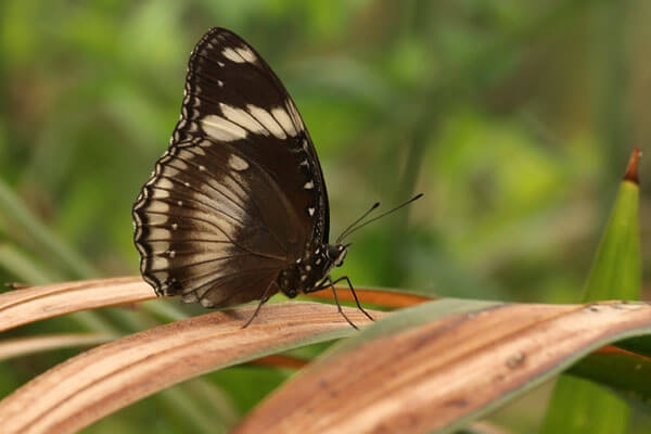 Sommerfugl p� Sicilien