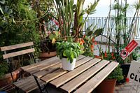 Basilikum som bordpynt