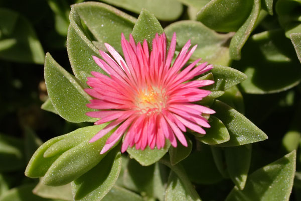 Blomst p&aring; Telendos