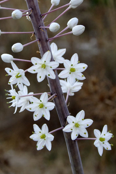Vilde blomster p&aring; Telendos