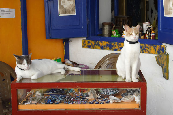 Katte i Mastichari, Kos