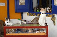 Katte i Mastichari, Kos