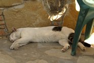Kattesiesta p&aring; Kos