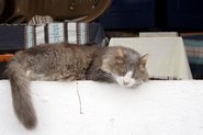 Sovende kat p&aring; mur