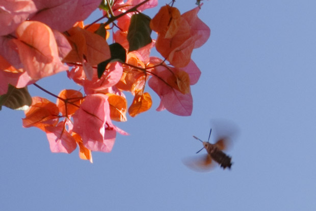 Bougainvillea og insekt
