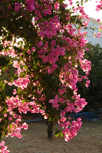 Bougainvillea danner pergola