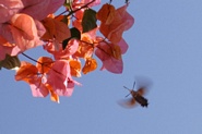Bougainvillea og insekt