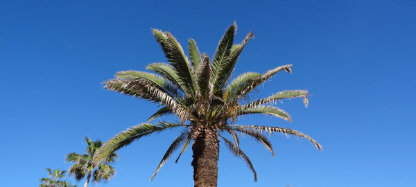 Palme på promenaden i Puerto de la Cruz