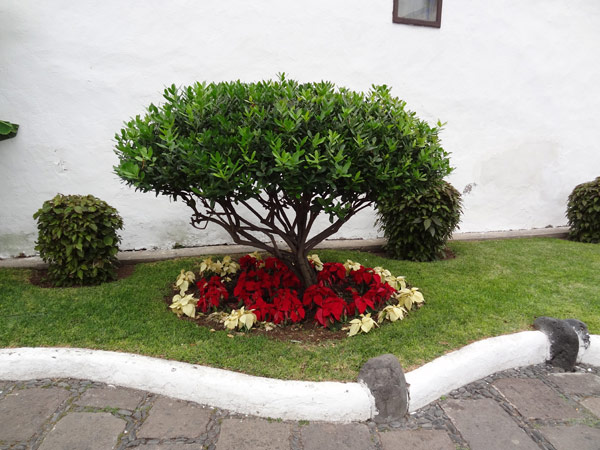 Julestjerner ved San Telmo