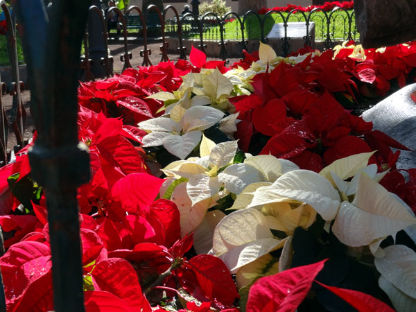 Julestjerner i Puerto de la Cruz