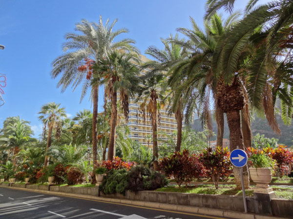 Palmeall�en Puerto de la Cruz