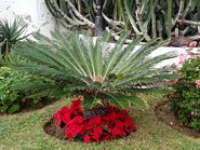 Blomster ved San Telmo