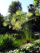 Fra botanisk have i Puerto de la Cruz