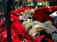 Julestjerner Puerto de la Cruz