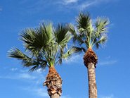 Palmer p&aring; Tenerife