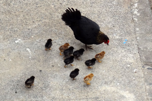 H�ne med kyllinger