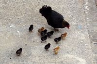 Kyllinger p� Tenerife