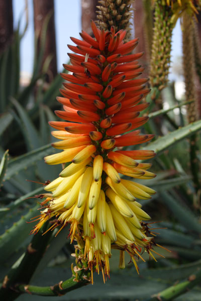 Tenerife blomstrer i januar