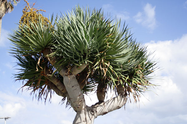 Drageblodstr� i Puerto de la Cruz