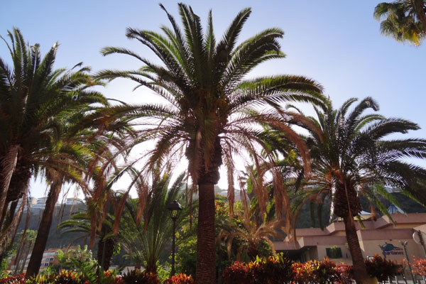Palmer i modlys p� Tenerife