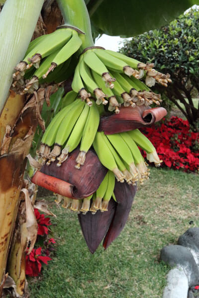 Bananpalme i januar