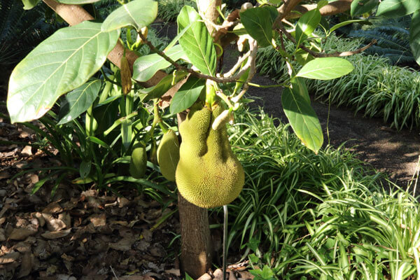Eksotisk frugt i botanisk have