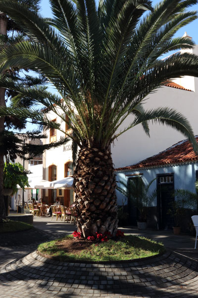 Palme p� torv i den gamle by
