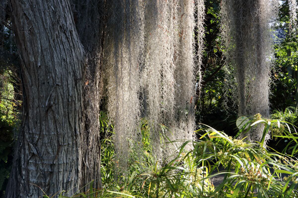 Tr�sk�g i botanisk have
