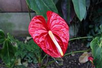Blomst i Botanisk Have