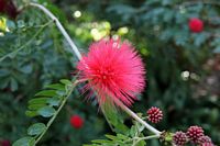 Blomst