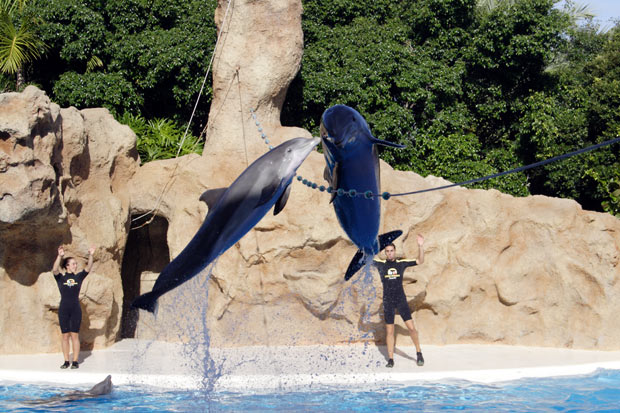 Delfiner i Loro Parque