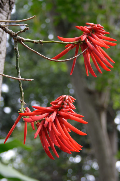 R&oslash;de blomster med nektar