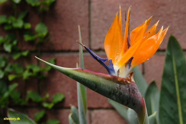 Paradisfugleblomst i botanisk have