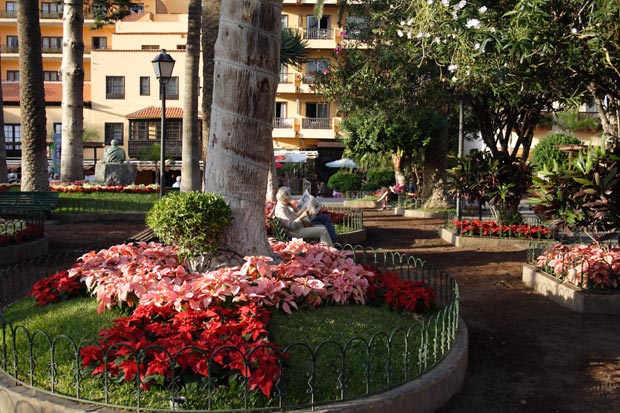 Parkanl&aelig;g med julestjerner i Puerto de la Cruz