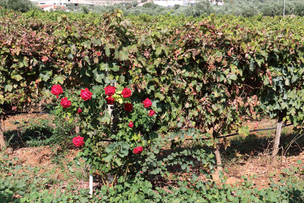 Vinstokke og roser
