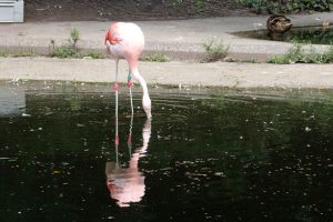 Flamingoreflektion
